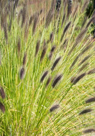 ПЕНІСЕТУМ лисохвостий Viridescens